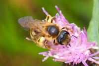 Halictus scabiosae