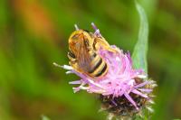 Halictus scabiosae