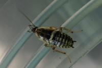 Planuncus vinzi