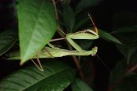 Mantis religiosa