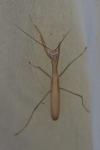 Mantis religiosa
