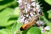 Sphex funerarius