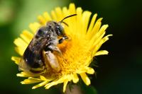 Tetralonia alticincta