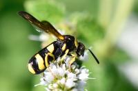 Leucospis dorsigera