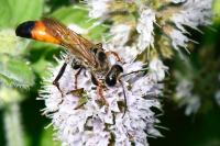 Sphex funerarius