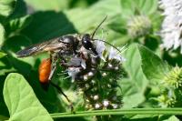 Sphex funerarius