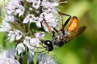 Sphex funerarius