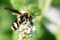 Leucospis dorsigera