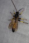 Ichneumon