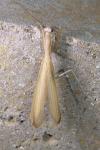 Mantis religiosa