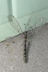 Distoleon tetragrammicus