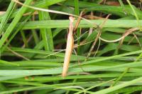 Mantis religiosa