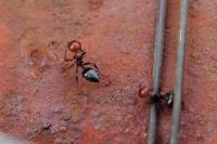 Crematogaster scutellaris