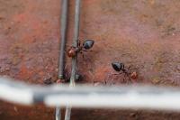 Crematogaster scutellaris