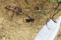 Vespa velutina nigrithorax