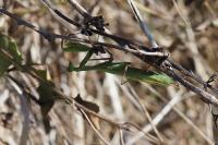 Mantis religiosa