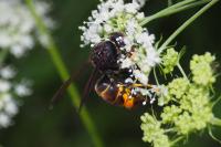 Vespa velutina
