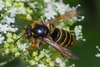 Dolichovespula media