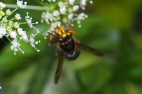 Dolichovespula media
