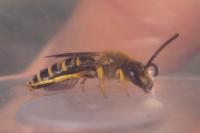 Halictus scabiosae