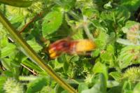 Vespa crabro