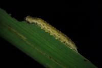 Rhadinoceraea micans