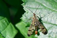 Panorpa cognata