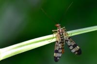 Panorpa cognata