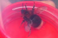 Bombus hypnorum