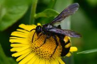 Scolia hirta
