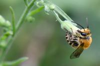 Colletes hederae