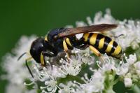 Ectemnius fossorius