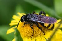 Scolia hirta