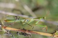 Mantis religiosa