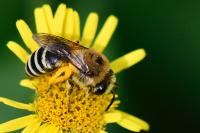 Colletes similis