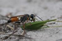 Sphex funerarius