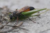 Sphex funerarius