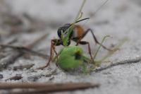 Sphex funerarius