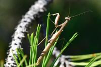Mantis religiosa