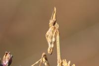 Empusa pennata