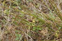 Vespa crabro