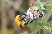 Bombus pascuorum