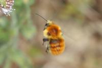 Bombus pascuorum