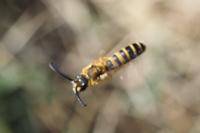Halictus scabiosae