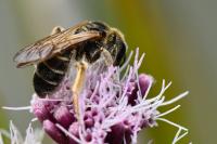 Halictus sexcinctus