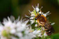 Colletes hederae