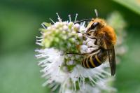 Colletes hederae