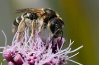 Halictus sexcinctus