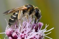 Halictus sexcinctus