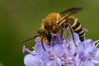 Colletes hederae